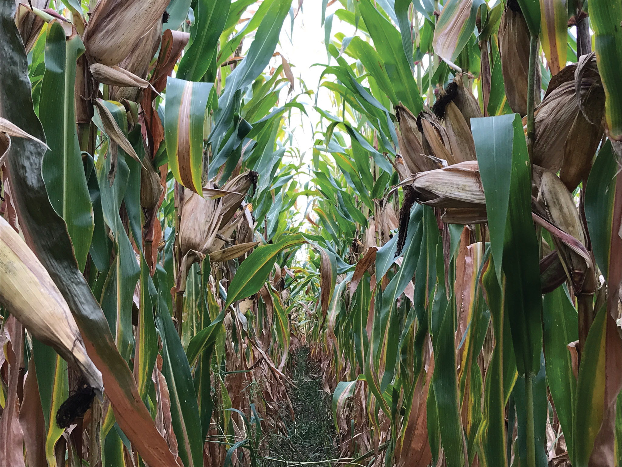 Featured image for Southern Ontario’s first-ever ATV-based cancer fundraiser passing through Dunnville