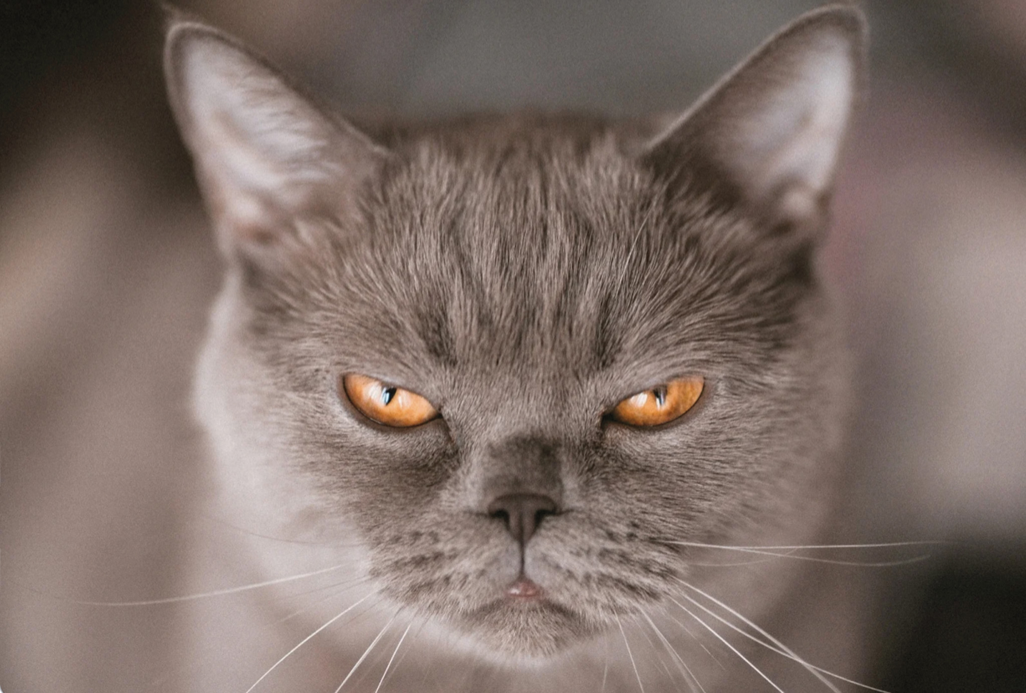 Featured image for Everything Pets – “My Cat Hates Visitors”