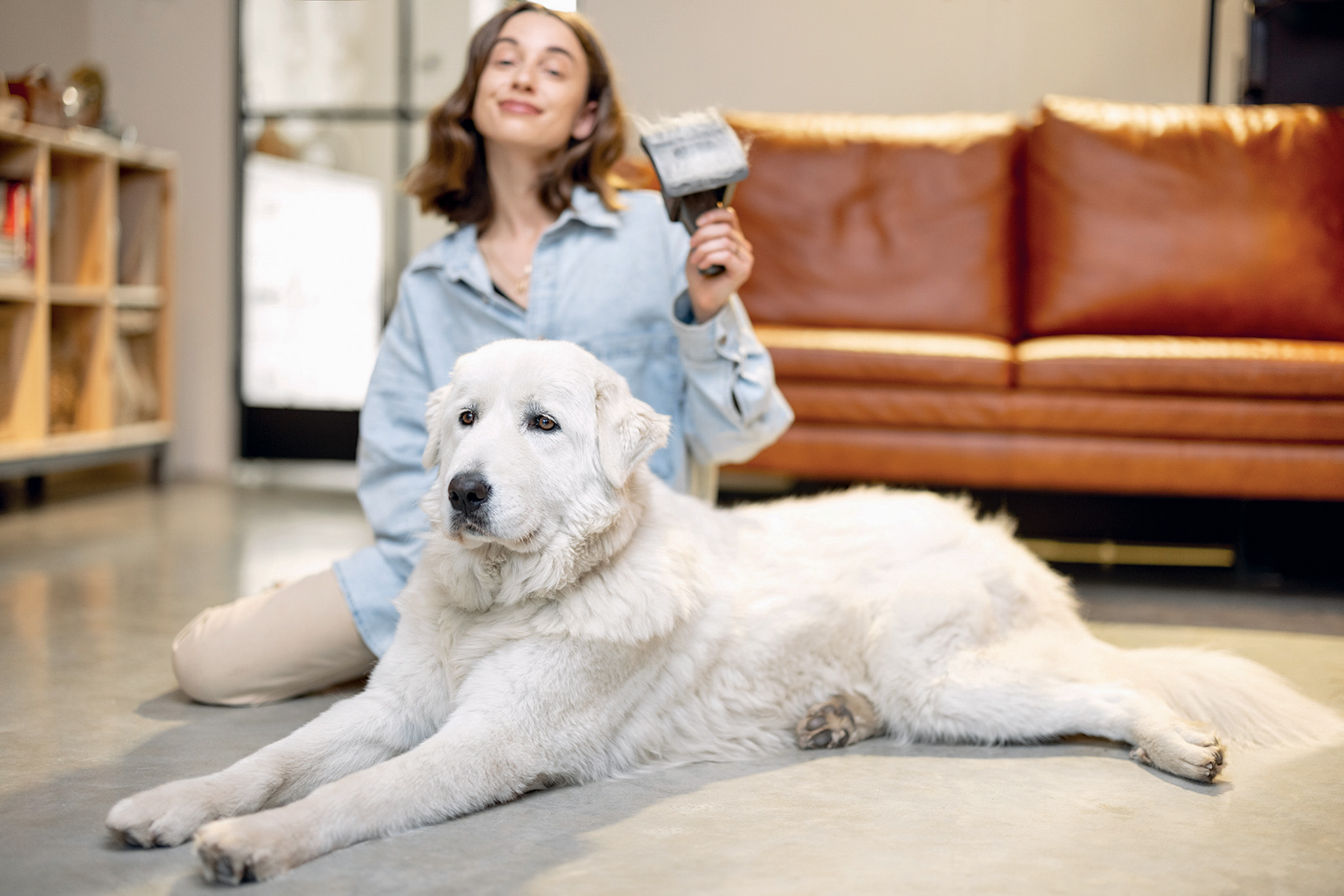 Featured image for Shedding in dogs: what you need to know