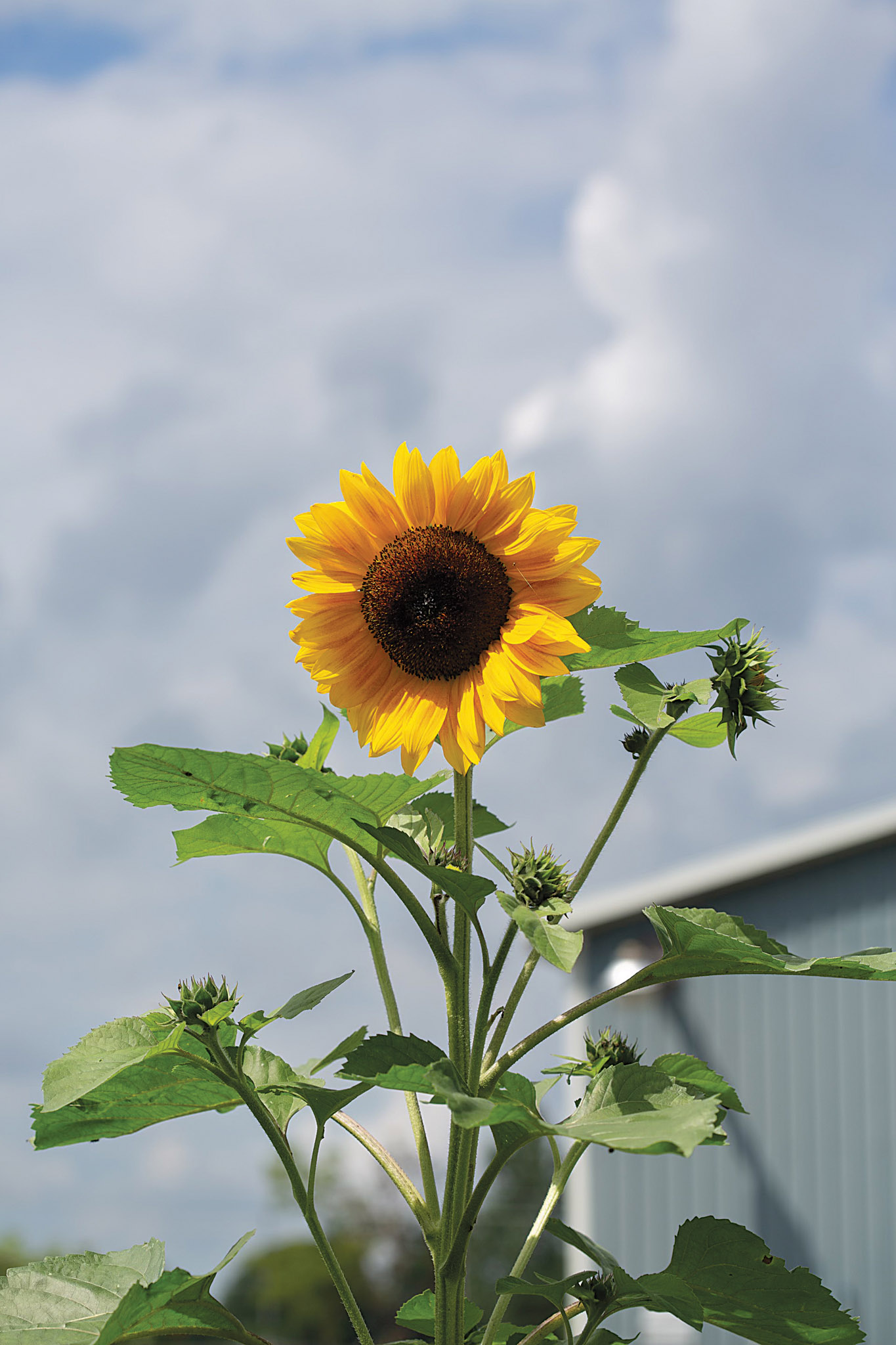 Featured image for Haldimand County seeking feedback for Affordable Housing Strategy