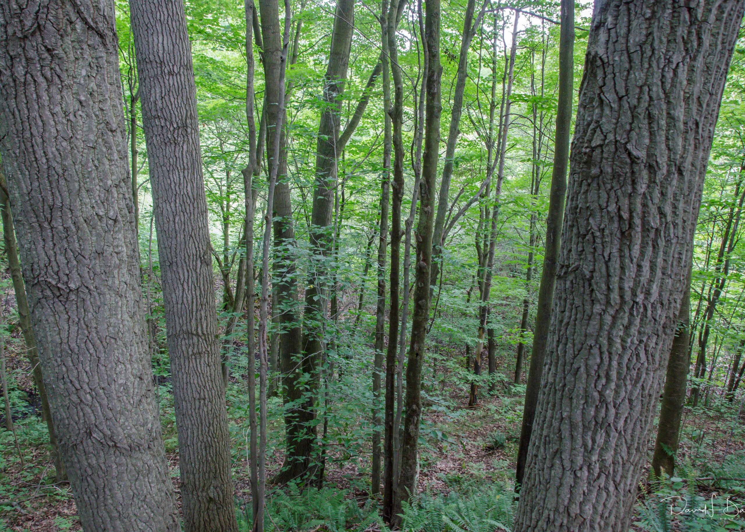 Featured image for New arboretum trail showcases native trees and biodiversity at Spring Arbour Farm Nature Reserve
