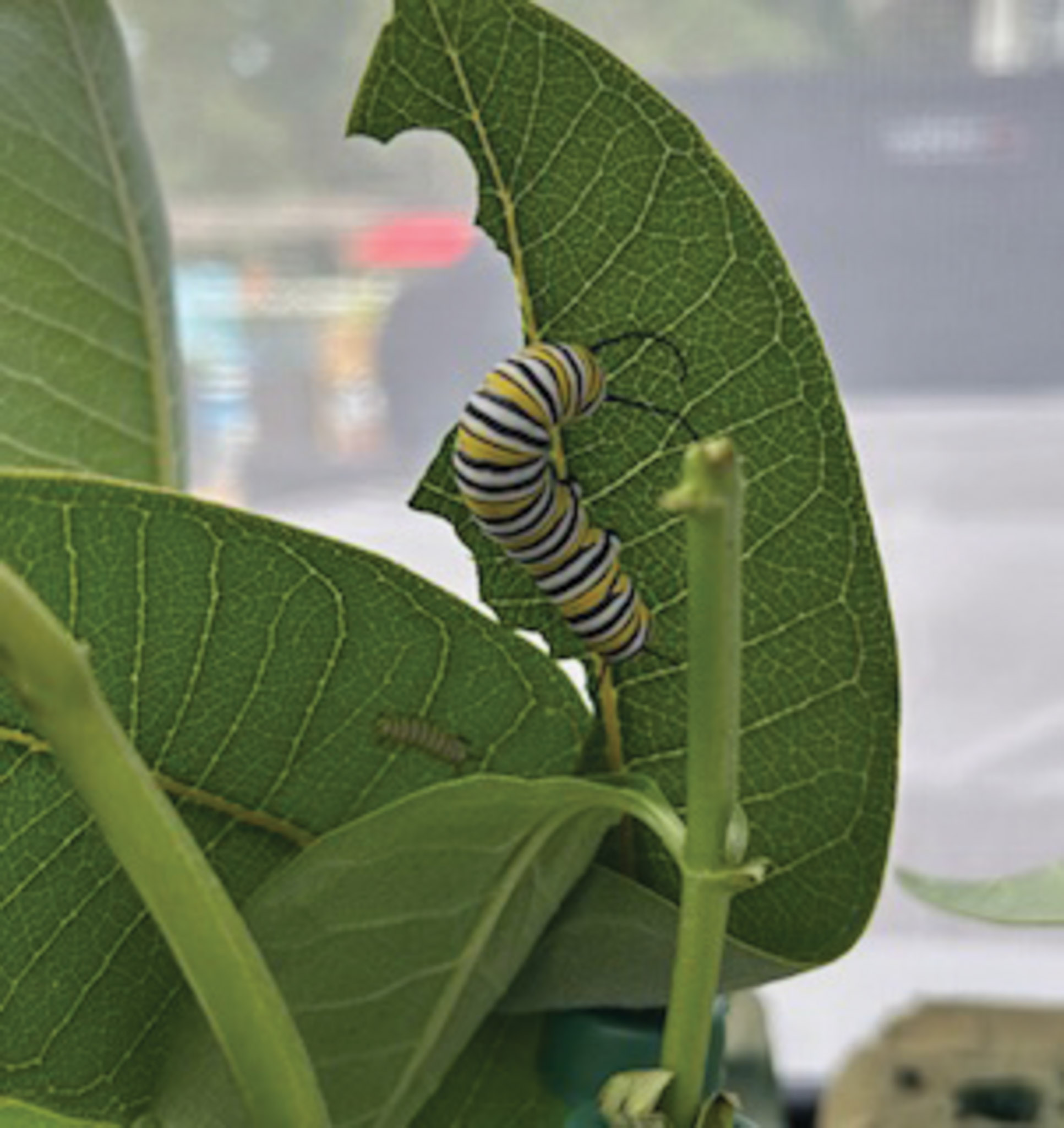Featured image for FARM: Helping the royals: Cayuga resident rearing monarch butterflies to boost popluation