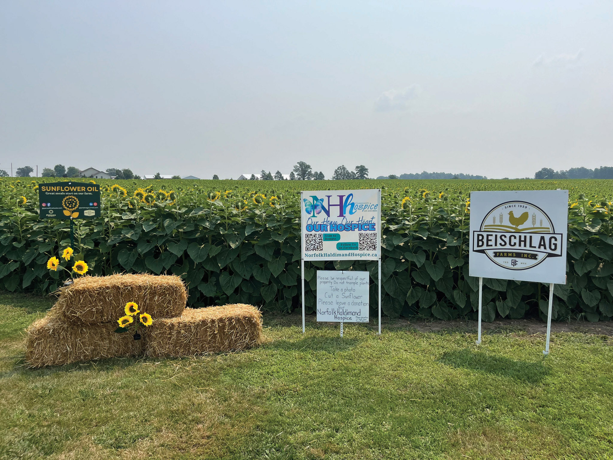 Featured image for FARM: Sunflowers bloom into hospice support in Hagersville