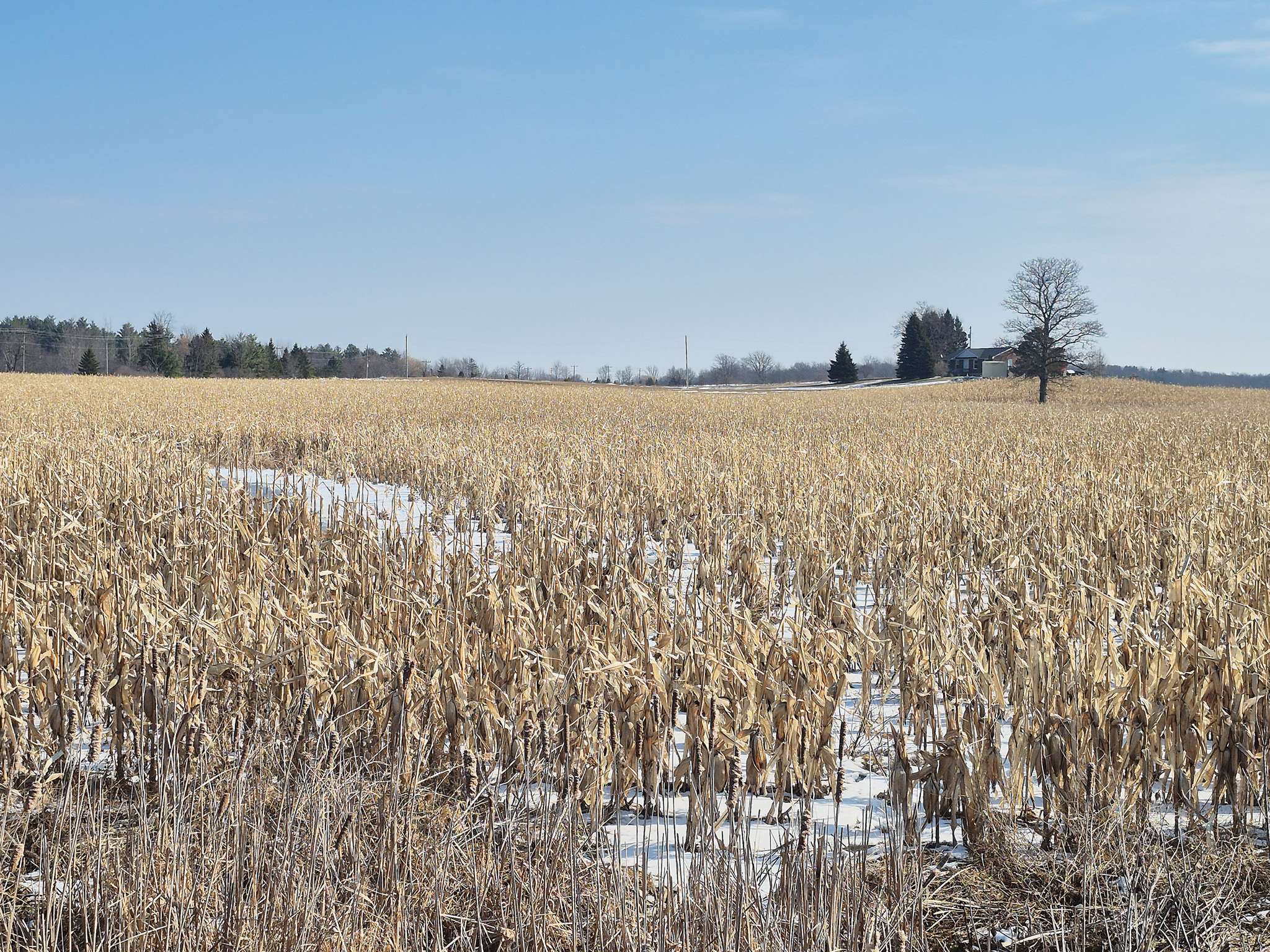 Featured image for FARM: Winter-to-spring season a time of change, opportunity for local farmers
