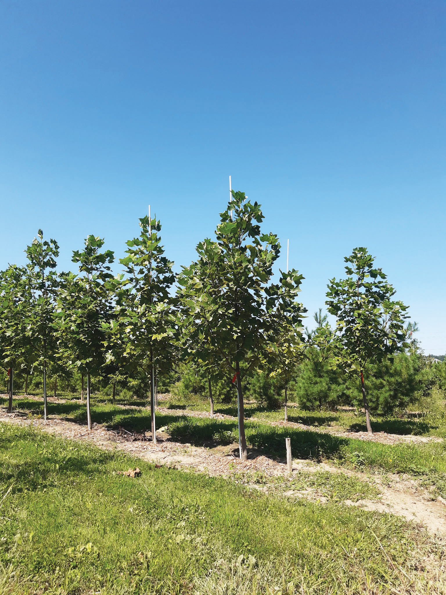 Featured image for Haldimand County marks Earth Week with tree giveaway, ongoing commitment to environmental stewardship