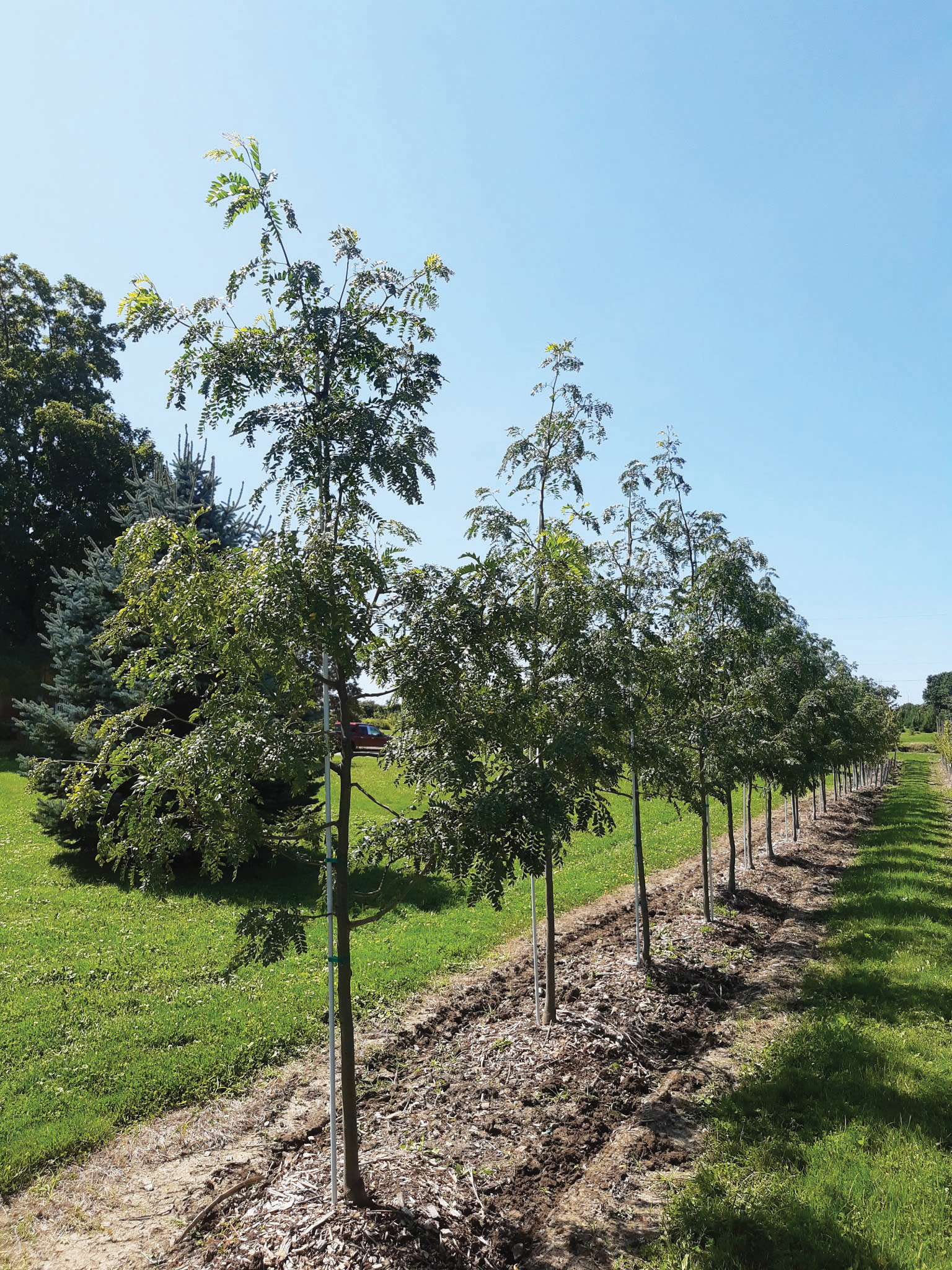 Featured image for FARM: Choosing the right tree starts with the right conditions