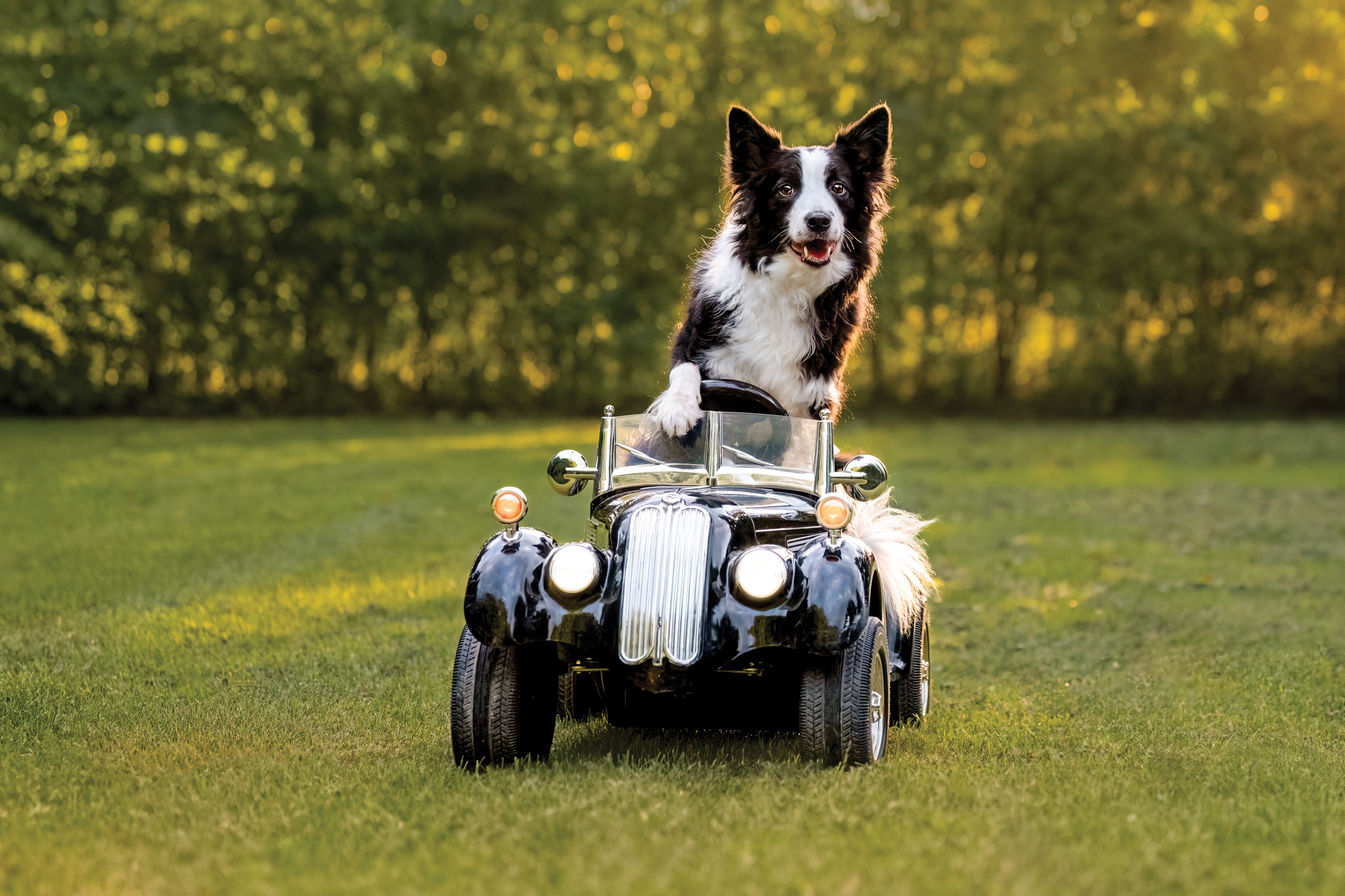 Featured image for Furry friends in focus at Cayuga photography showcase raising funds for animal rescues