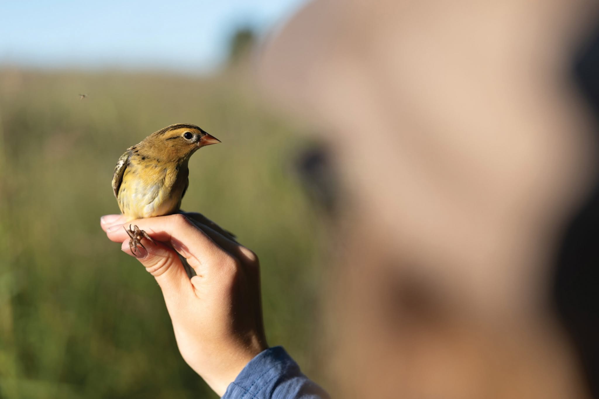 Featured image for Haldimand birding expert warns of declining grassland bird populations driven by modern farming trends