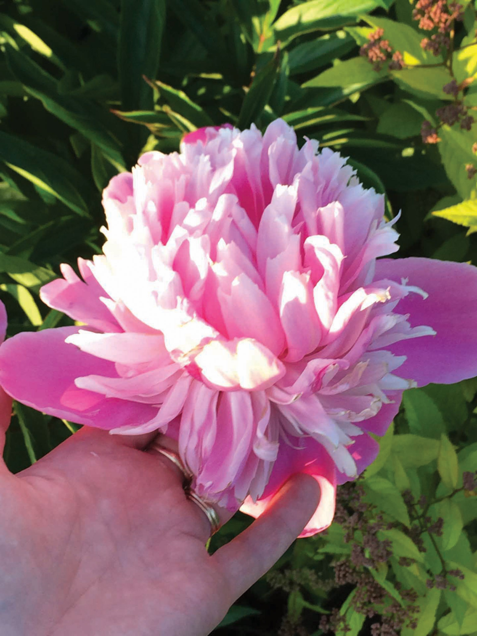 Featured image for Get Growing: Perfect perennial peonies